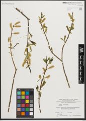 Foto von Salix triandra L.